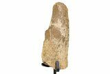 Fossil Hadrosaur Limb Bone Section w/ Metal Stand - South Dakota #335496-2
